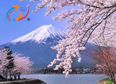 Kinh nghiệm đi tour du lịch Nhật Bản tháng 3 chi tiết 2023