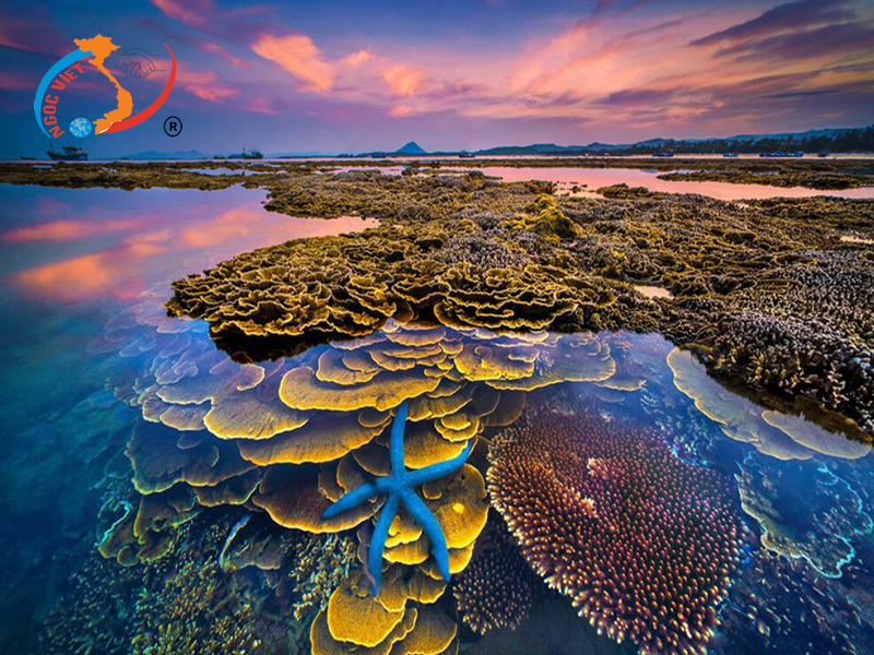 TOUR PHU YEN - DA DIA REEF - VUNG RO BAY - 3 DAYS 3 NIGHTS - BY TRAIN